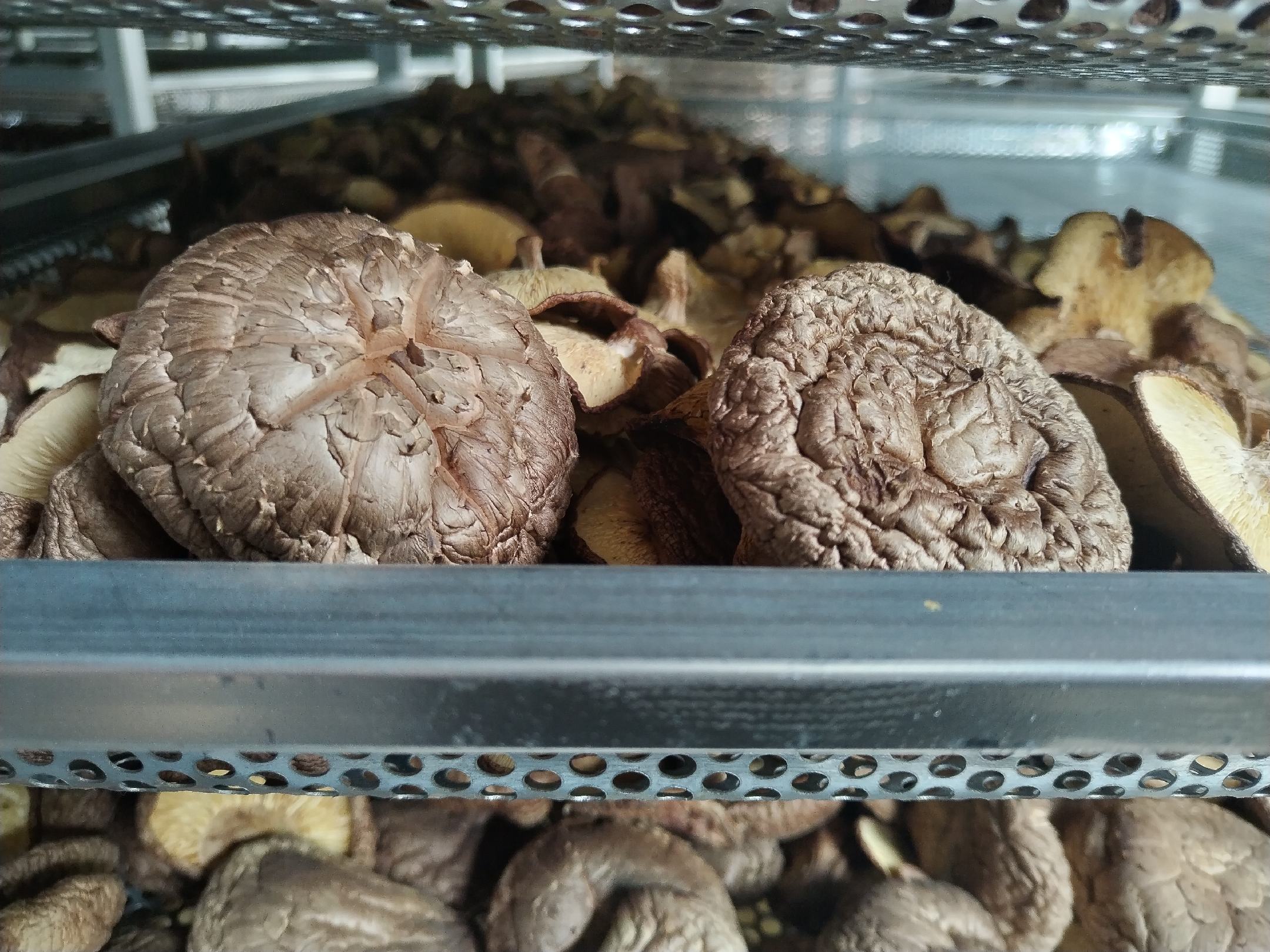 烤好的干香菇成品图
