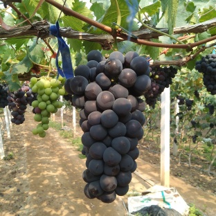 蜜光宝光葡萄(粒子大,糖度高,口感好,有浓郁的草莓香味)