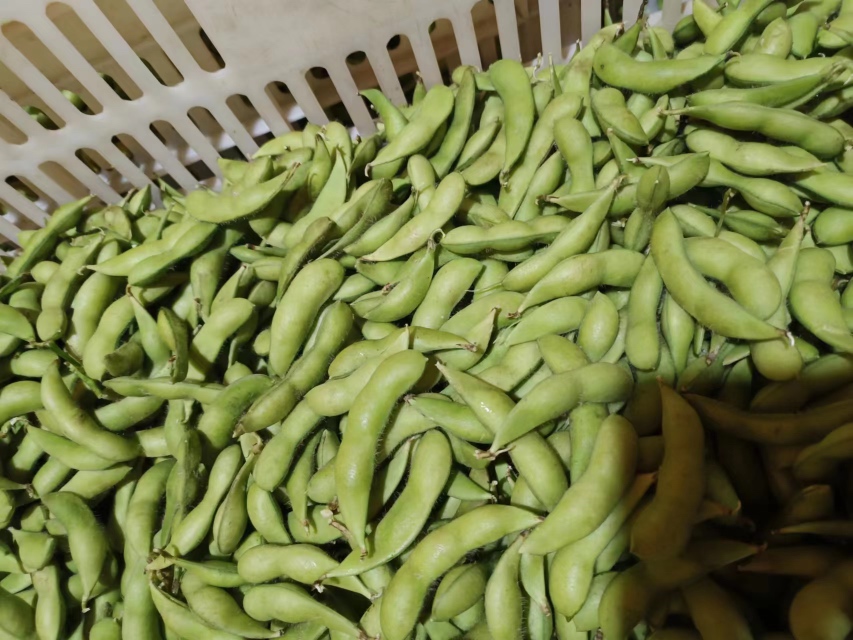 毛豆冷冻前准备