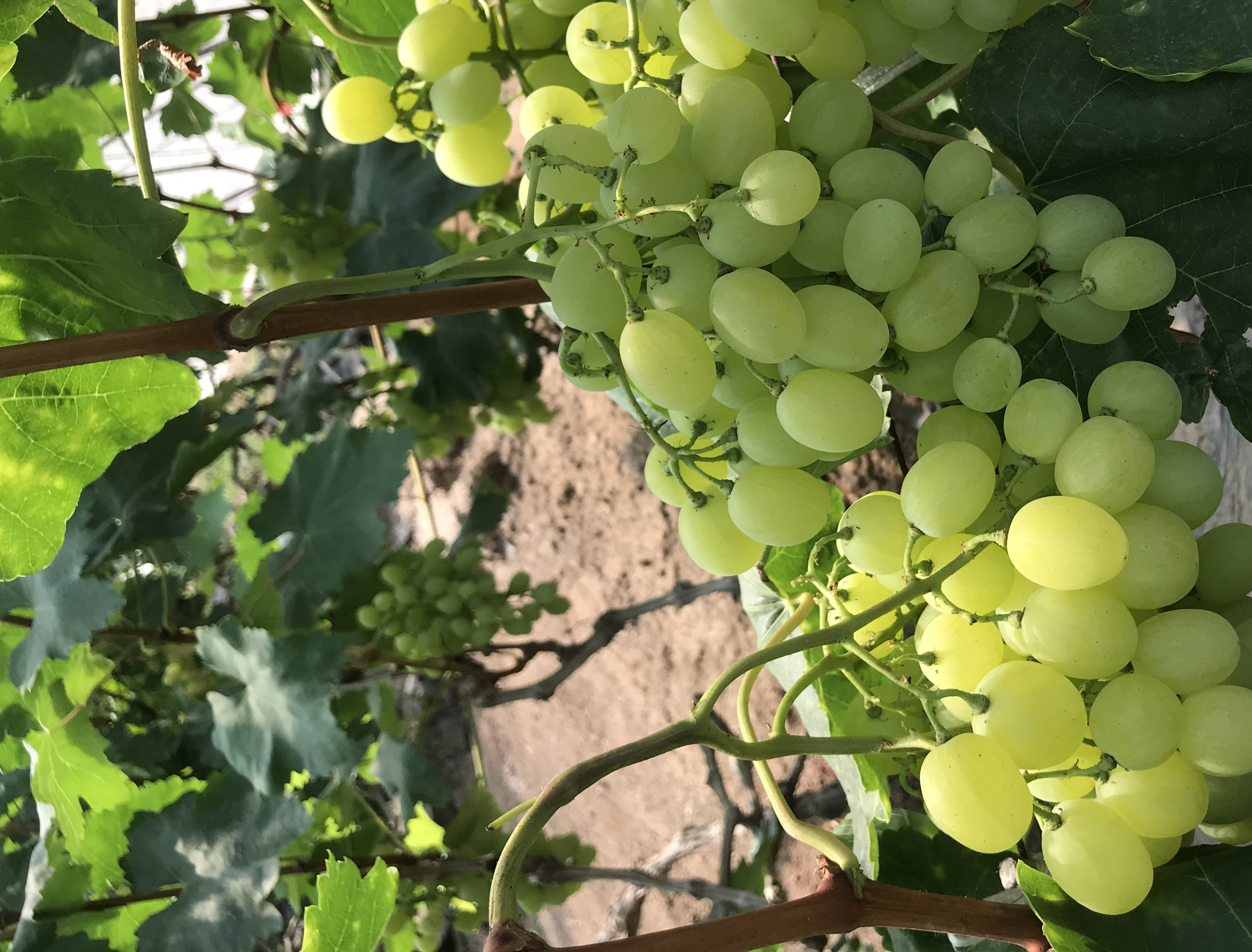 维多利亚葡萄的果实特写