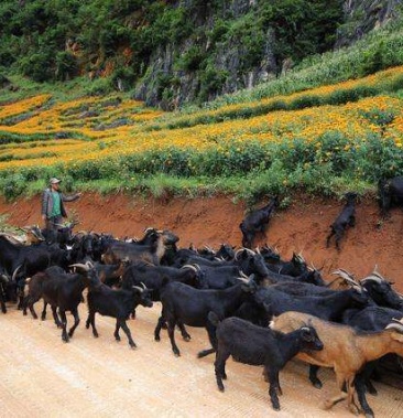 小耳朵黑山羊图片大全图片