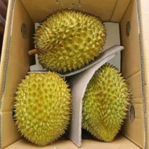榴莲价格美丽营养多汁