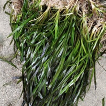 四季青矮叶苦草