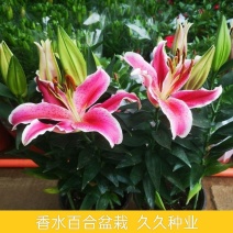 香水百合花盆栽花苗成品大苗带花苞多年生花卉室内芳香植物