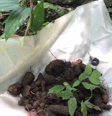 [三叶青批发]野生三叶青价格400.00元/斤 - 一亩田