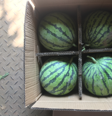 [8424西瓜批发]江苏东台8424西瓜价格3.00元/斤 - 一亩田
