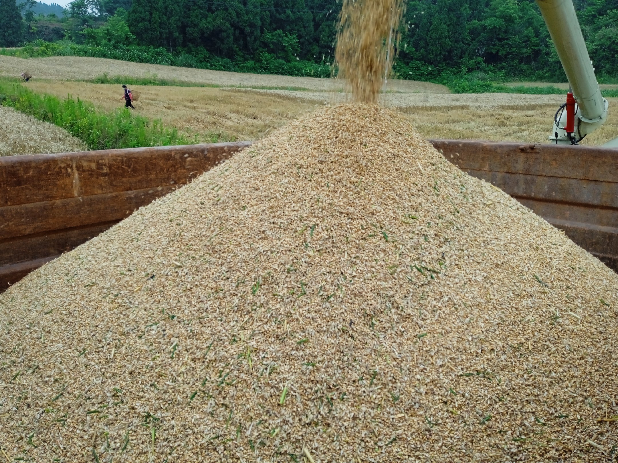 小麦联合收割机田间作业