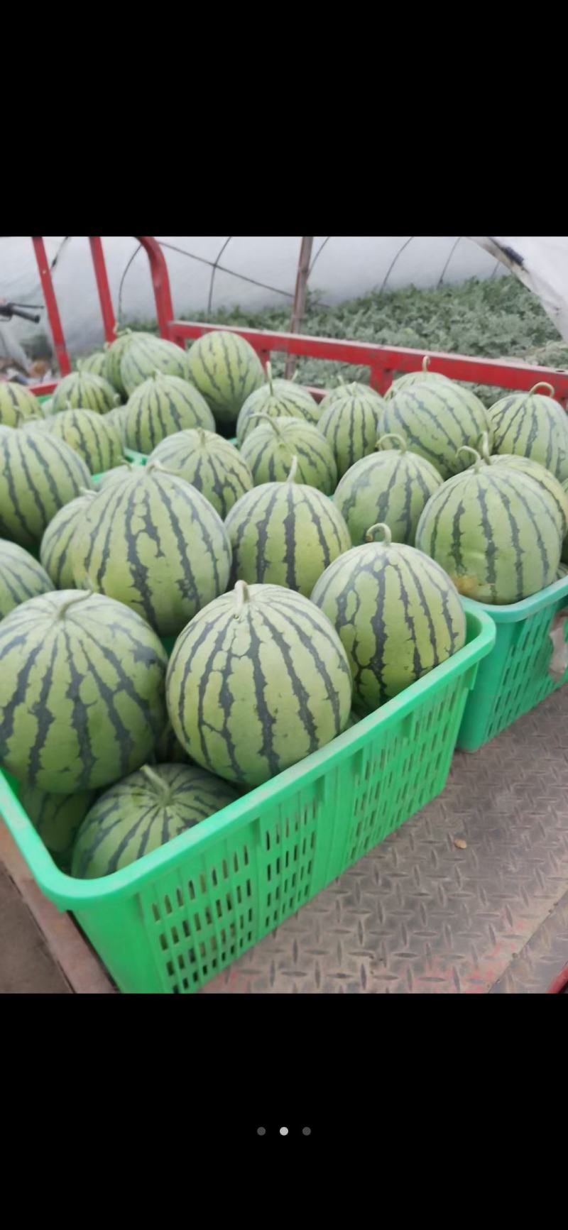 精品8424  美都西瓜,黑籽 大红瓤,质量保证