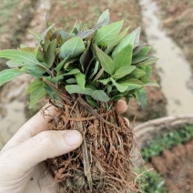 檫木芽苗，根系好，成活率高基地直供欢迎采购