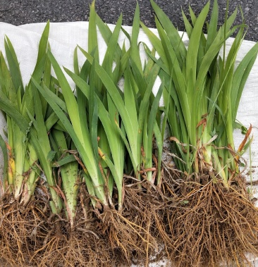 [射干苗批发]射干苗价格4.00元/公斤 - 一亩田