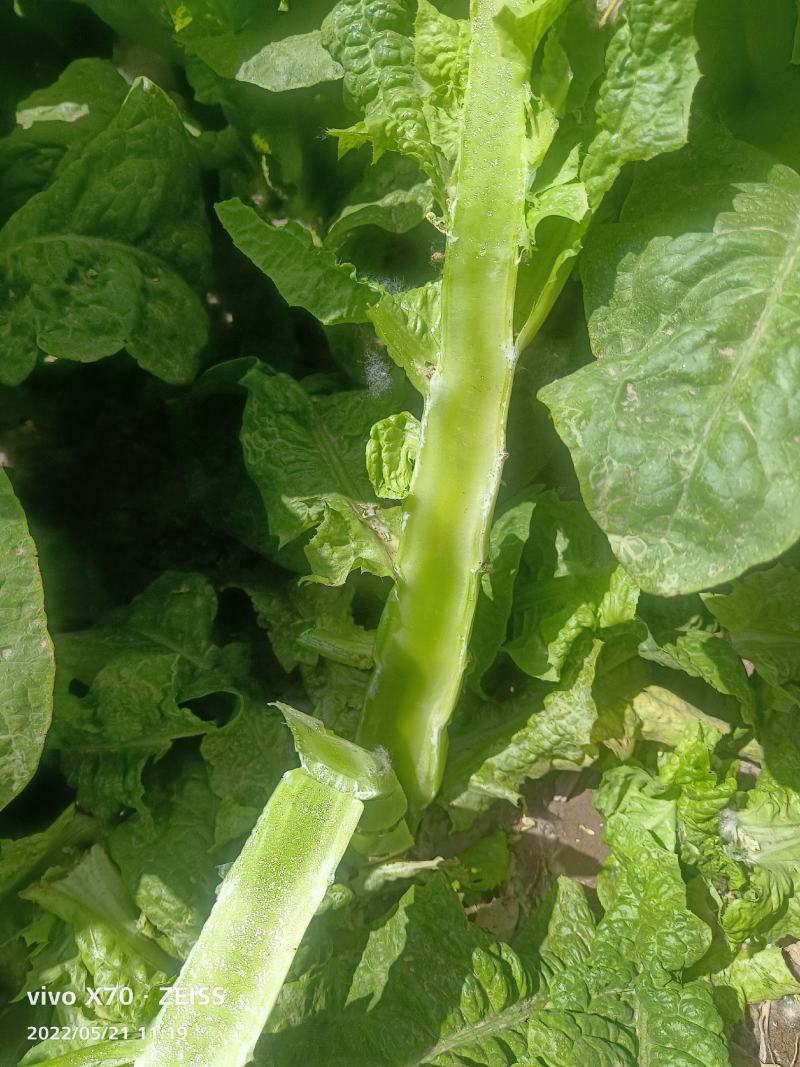 圆叶青笋,甘肃金昌圆叶莴笋大量上市,欢迎各位老板咨询下单