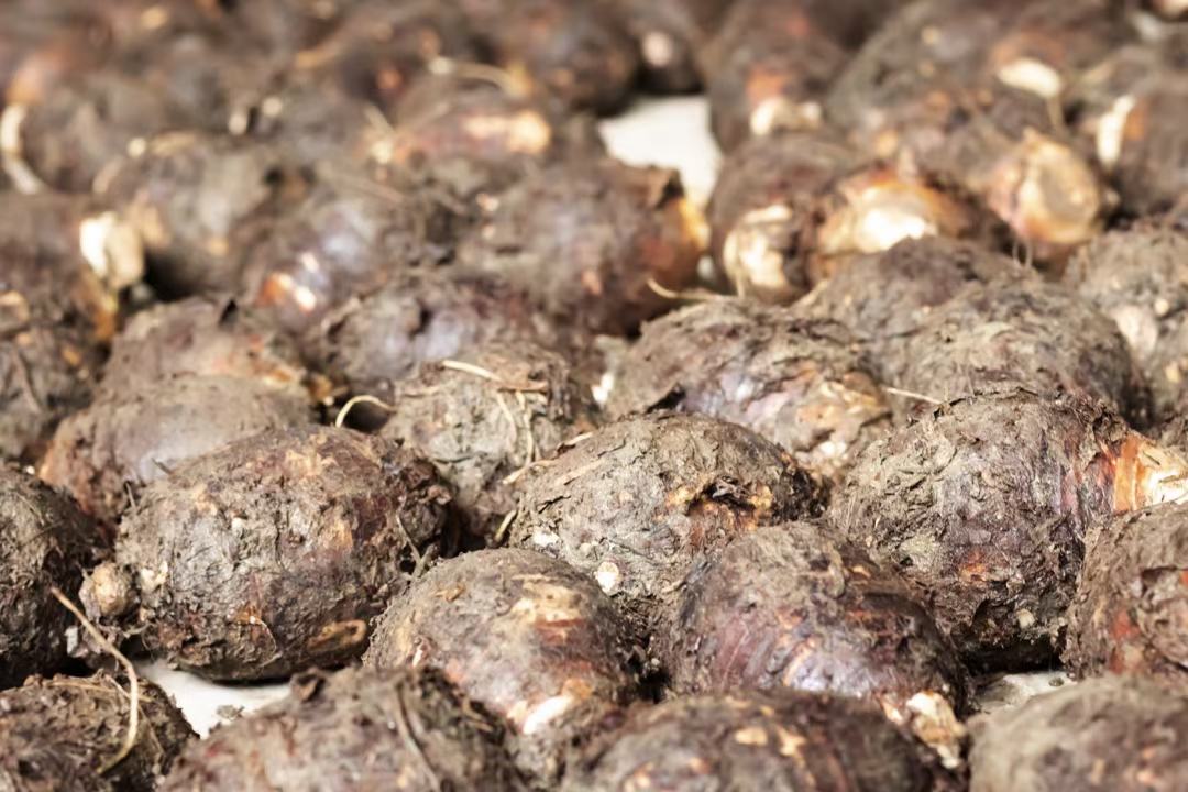 荔浦芋头成熟期