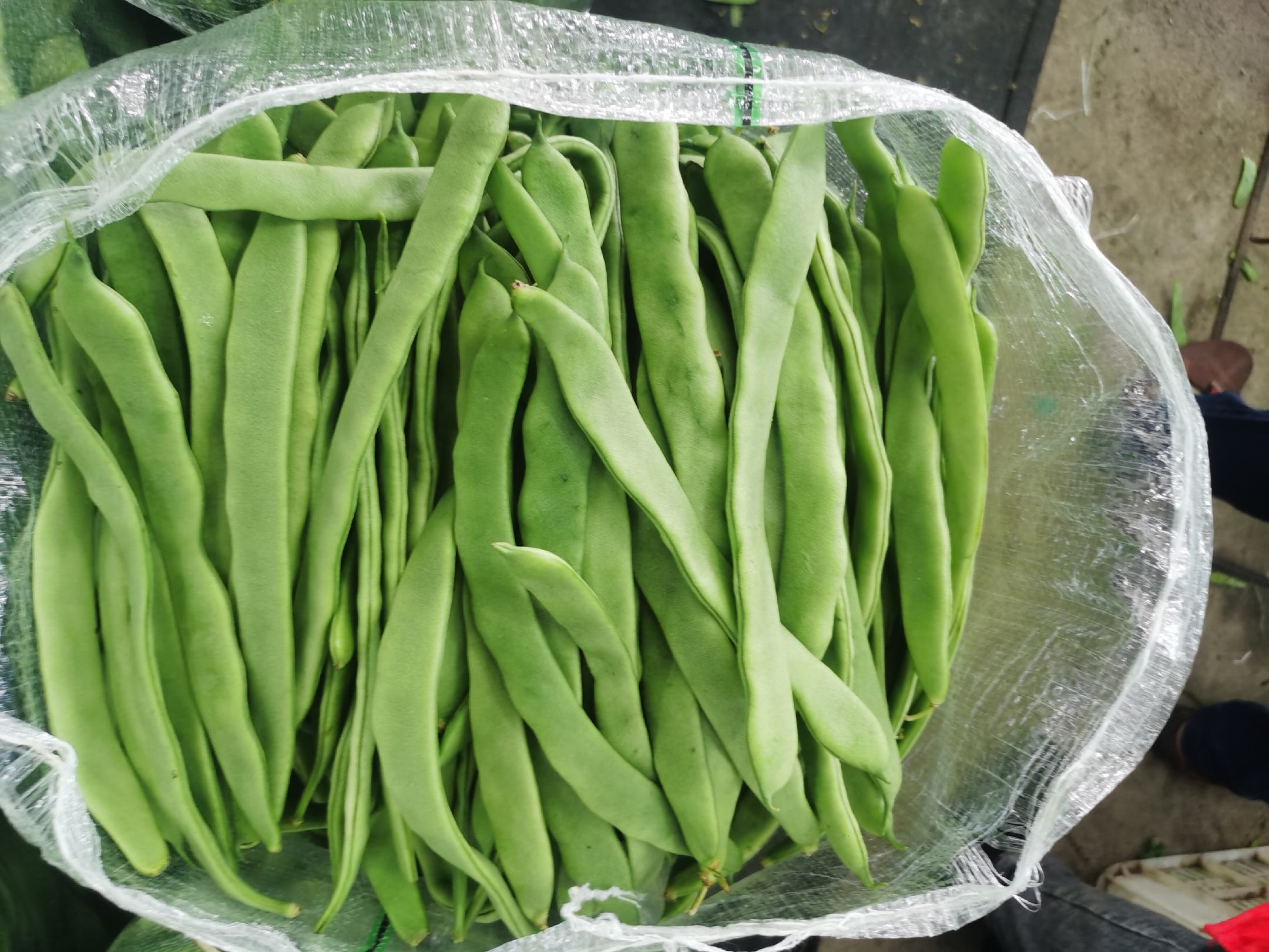 绿扁豆的外观特写