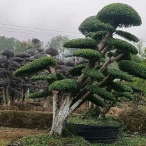 造型小叶女贞