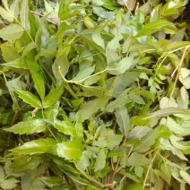 藤茶莓茶白茶野山草药