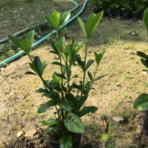 大量七斤袋桅子花出售