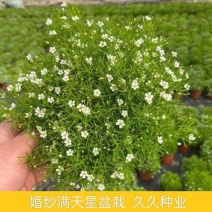 婚纱满天星盆栽细叶满天星带花发货四季开花阳台窗台观花植物