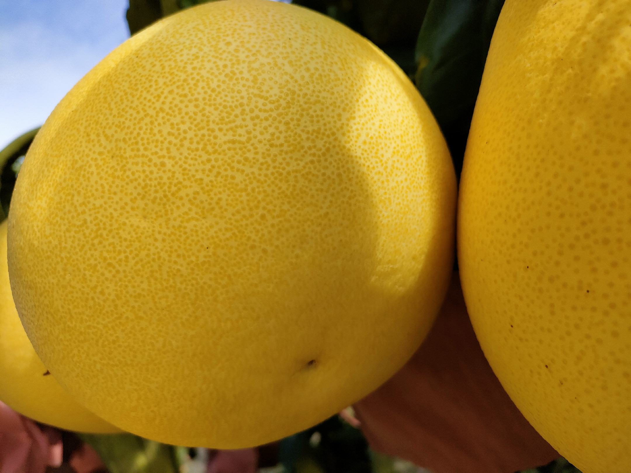 柚子果实成熟特写