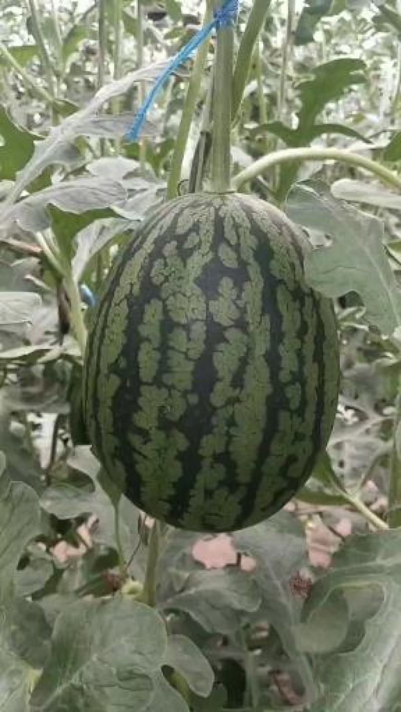 北京特产庞各庄西瓜,l600种瓜30年口碑享誉中外