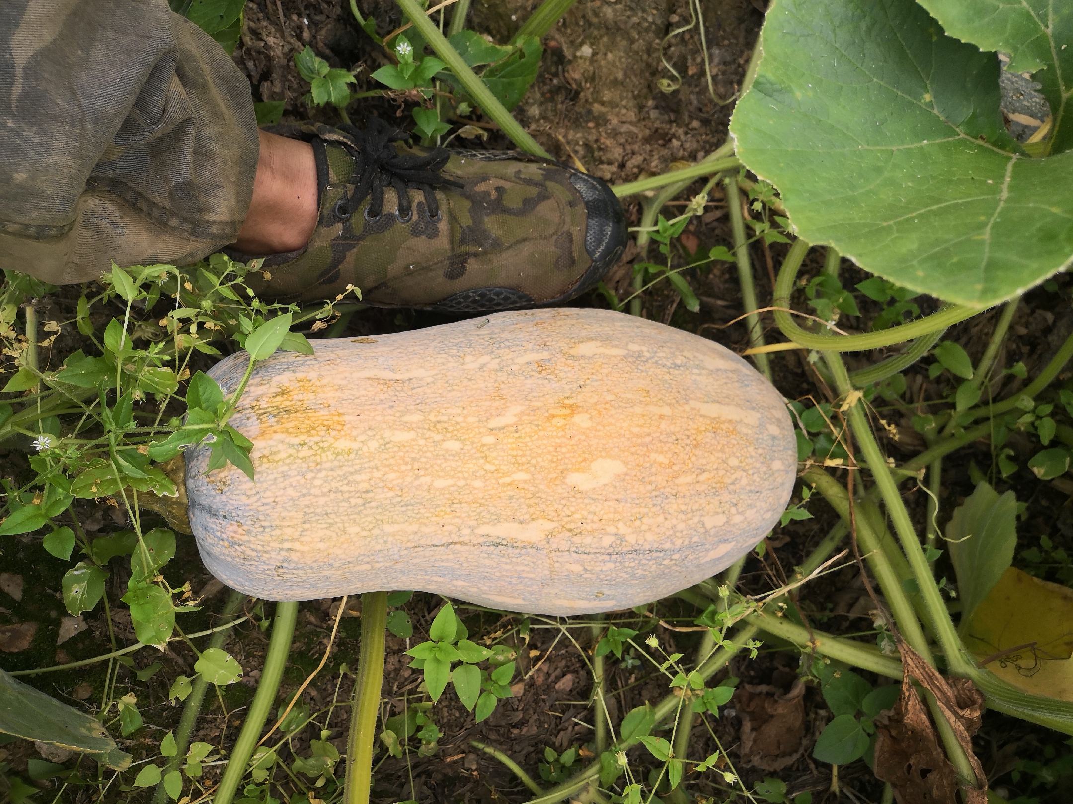 蜜本南瓜整体外观特写