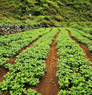 [花生批发]红皮花生价格3.50元/斤 - 一亩田