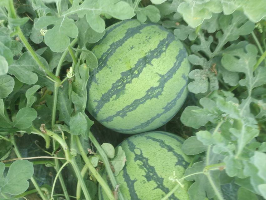 一片绿意盎然的8424西瓜种植基地,藤蔓匍匐于地,叶片宽大呈深绿色,部分瓜藤上挂着圆形或椭圆形的浅绿色条纹西瓜,表皮光滑有光泽,阳光照射下显得饱满水润,背景为夏季晴朗天空 8424西瓜田间生长实景