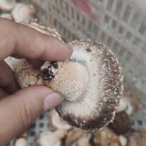 木屑