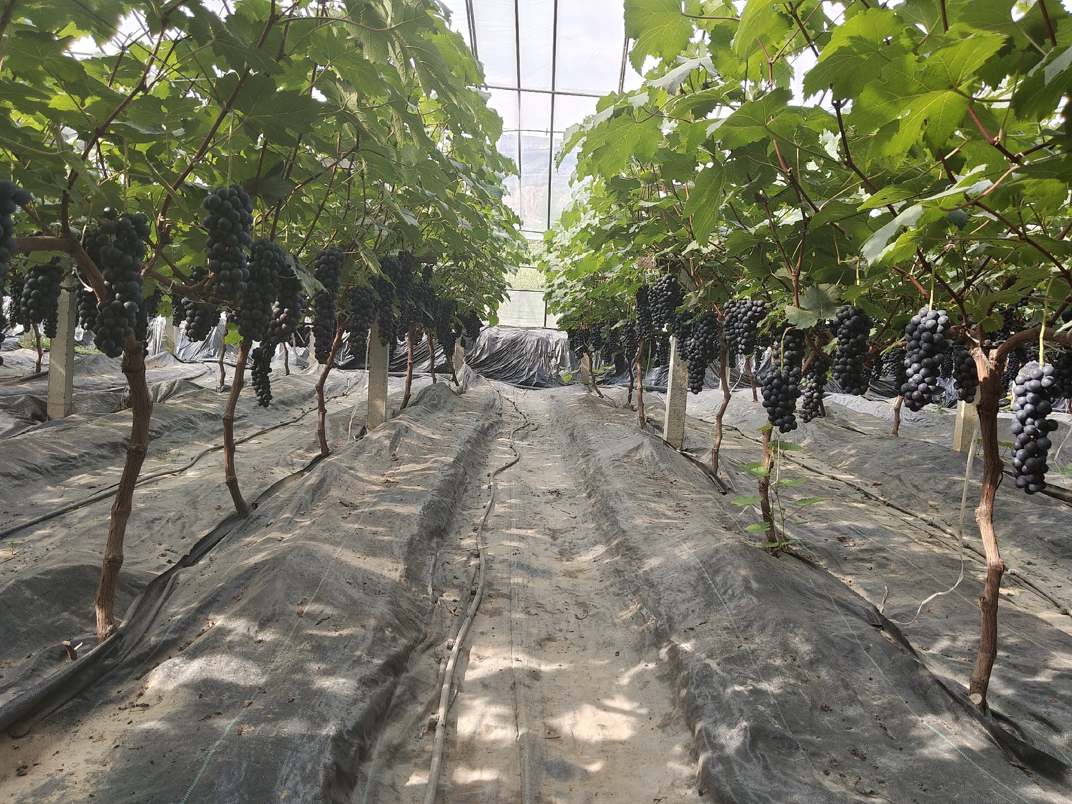 夏黑葡萄北方种植园冬季施肥场景