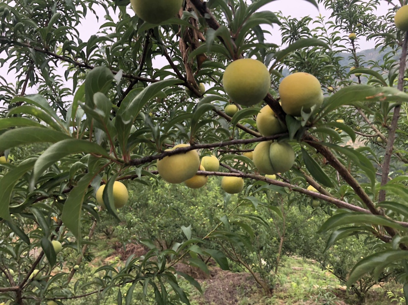 展示蜂糖李种植园的实景照片,果树整齐排列,果实挂满枝头 蜂糖李果园实景图