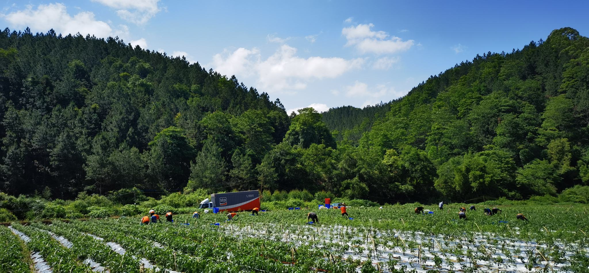 清晨的伏牛山连翘种植基地,农民们正手工采摘枝头上的青绿色连翘果实,篮子里堆满了新鲜采摘的青翘,背景中有远处山峦和梯田,空气中弥漫着淡淡的植物清香,体现生态化、人工精细化作业场景 伏牛山青翘采收场景