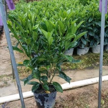 自家基地，非洲茉莉（大量低价出售中）诚信经营保质保量