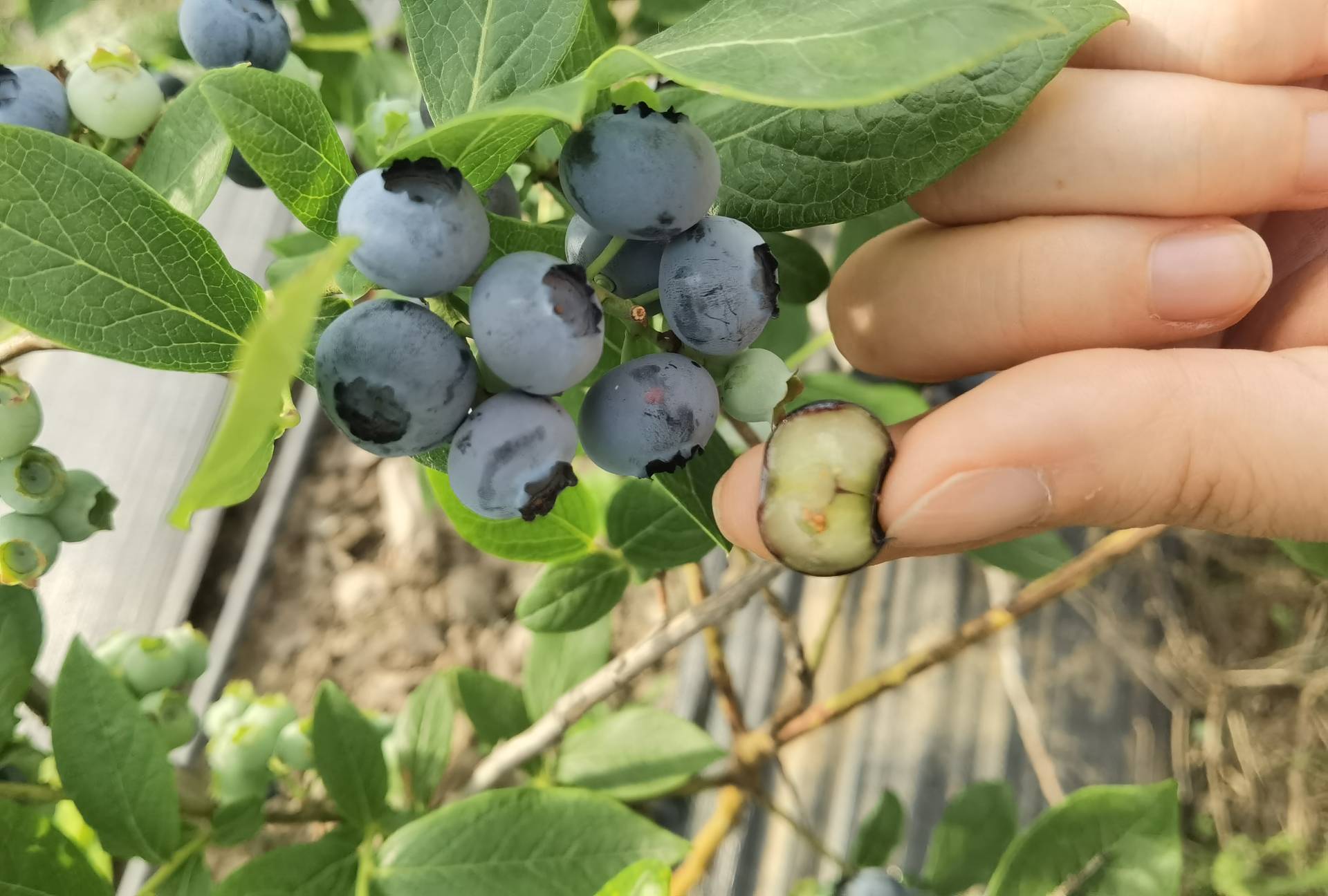 蓝莓与其他水果拼盘