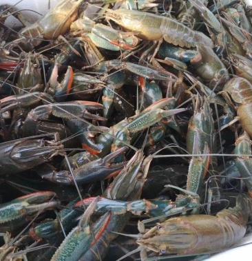 [澳洲龙虾批发]澳洲淡水龙虾(小蓝龙小青龙)价格45.00元/斤 - 一亩田