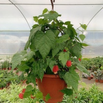 藤本植物花苗灯笼花苗蔓性风铃花带花多年生四季开花观花植物