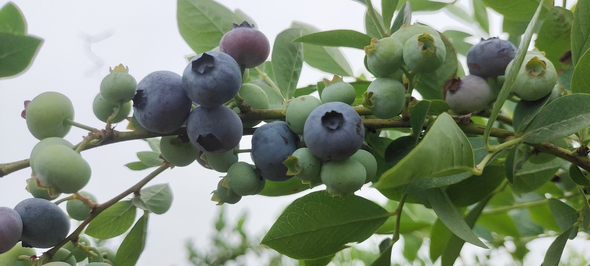 蓝莓与香蕉、草莓、苹果等水果搭配榨汁展示图 蓝莓与其他水果搭配榨汁