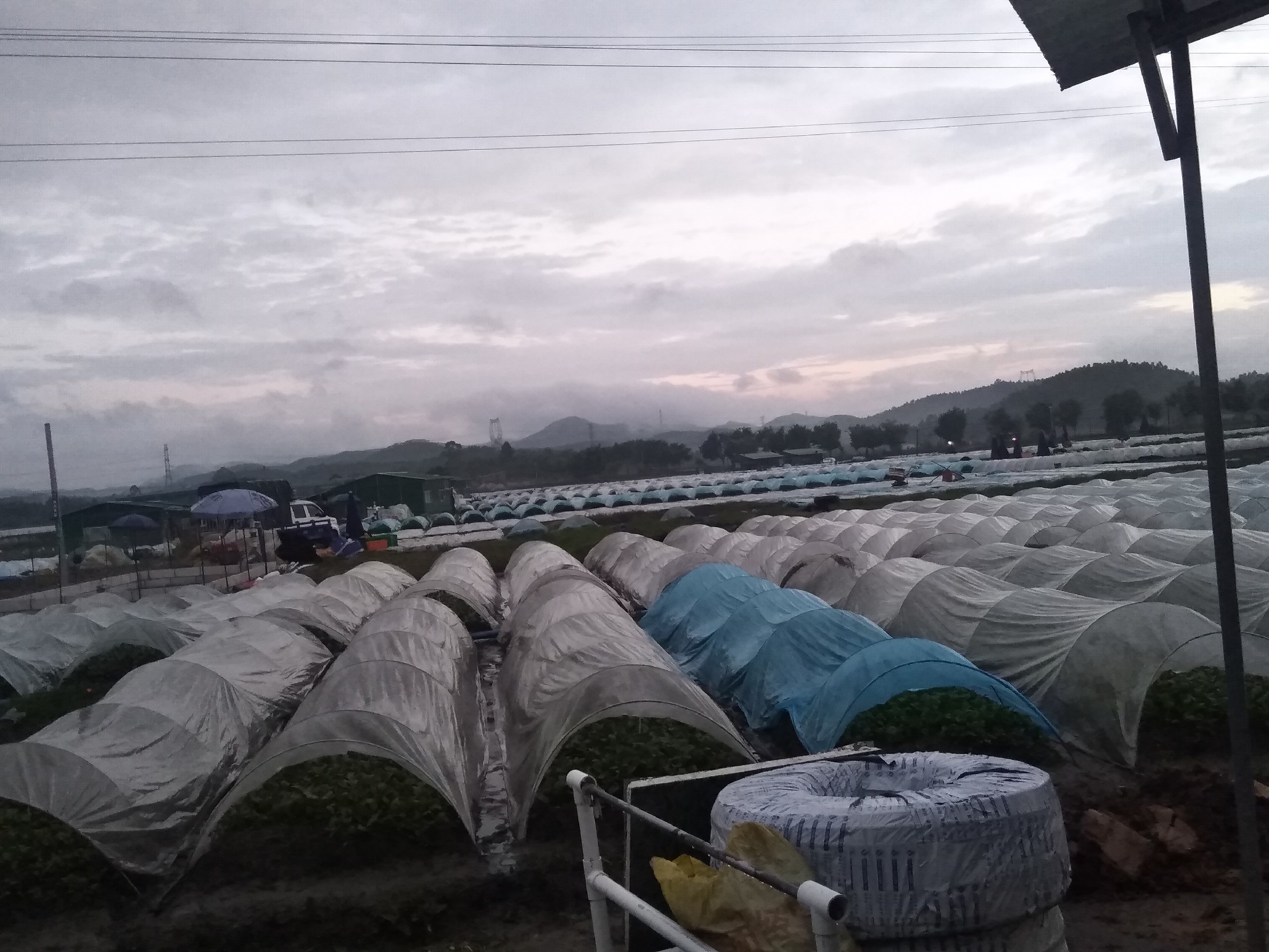 油菜倒伏田间实景