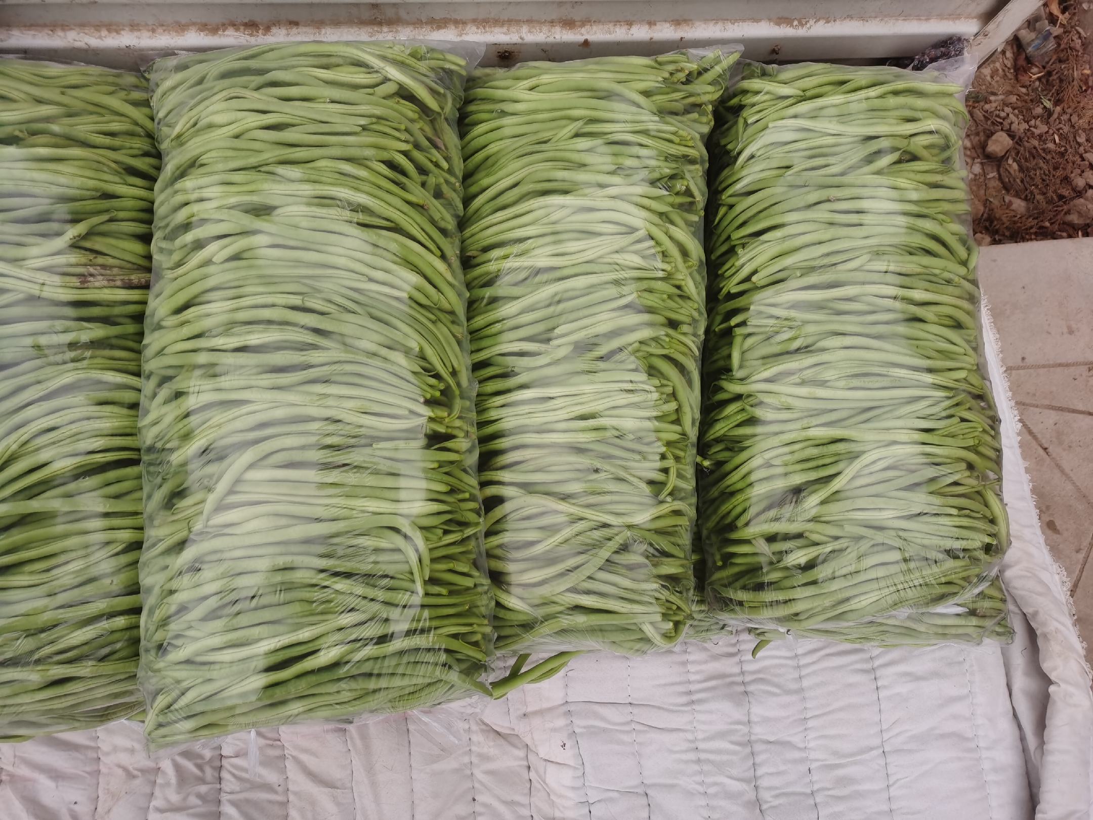 新鲜绿叶菠菜与干燥黄色大豆并列摆放,左侧为整株带根菠菜,叶片肥厚翠绿;右侧为散装干黄豆,颗粒饱满呈现金黄色,背景为木质餐桌,自然光线照射 菠菜与黄豆的实物对比图