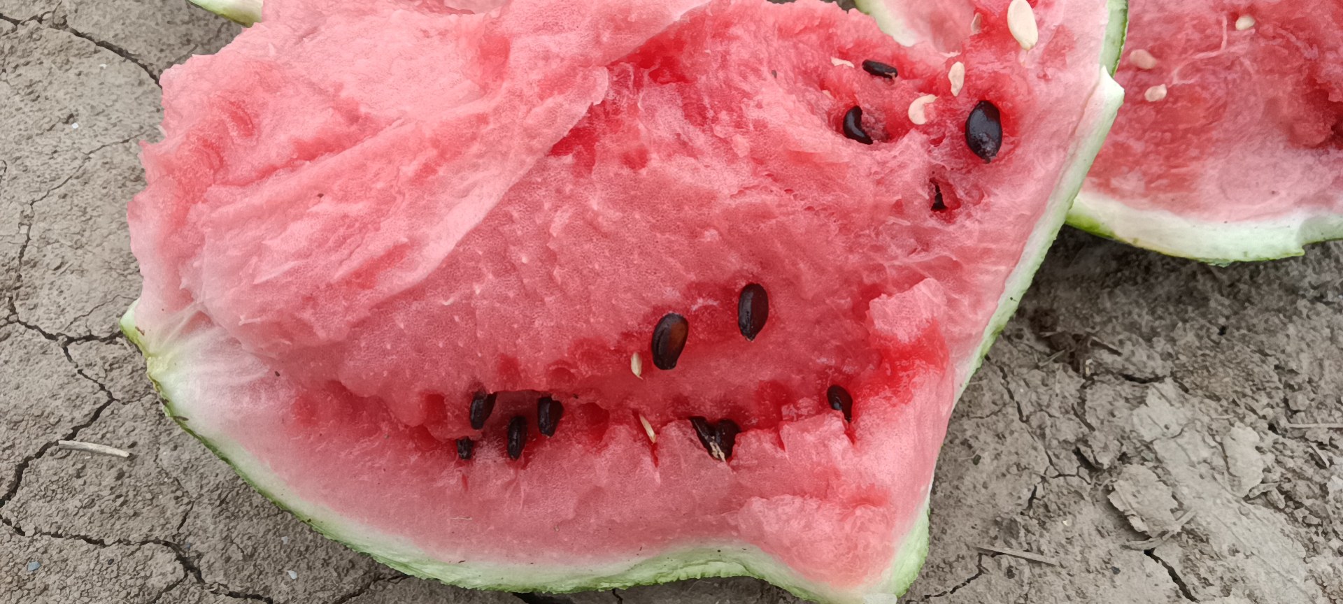 8424西瓜选购指南图示