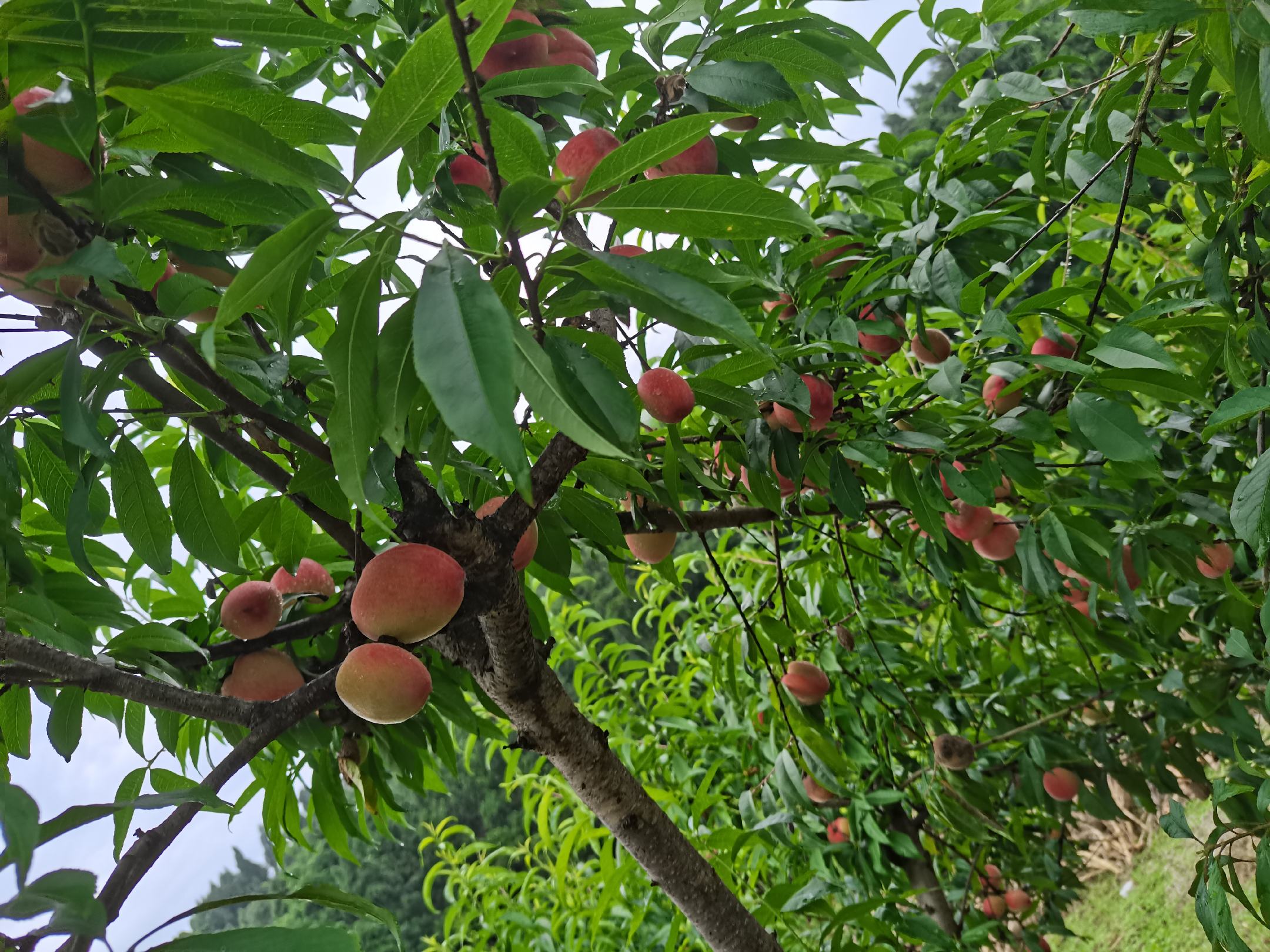 桃树林中搭建了临时舞台和摊位,游客参与桃花节活动,气氛热烈 桃树林中举行桃花节活动