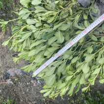 大量出售海桐杯苗