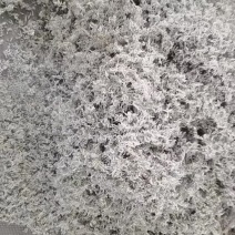 莓茶，藤茶，，，，，，，，，，，，，，，，