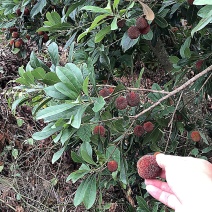 云南石屏杨梅各品种