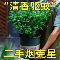 清香木盆栽正宗驱蚊草室内花卉绿植除甲醛净化空气植物提神胡