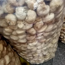 猴头菇干货