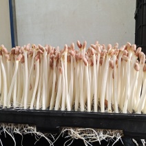 专业水培花生芽豌豆苗黑豆苗等