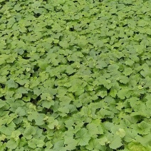 茉莉香碗苗