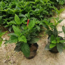大量7⃣️斤袋大花芦莉出售