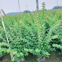 小叶紫薇基地直销一手货源，长青绿植盆栽花卉