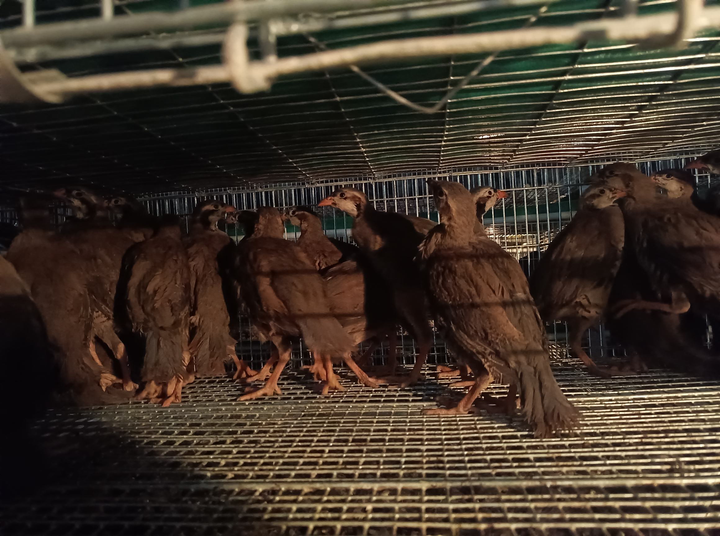 野菊花茶泡制过程