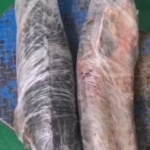 鲟鱼壳子